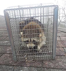 raccoon trapping Caledonia