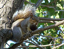 squirrels in attic Caledonia